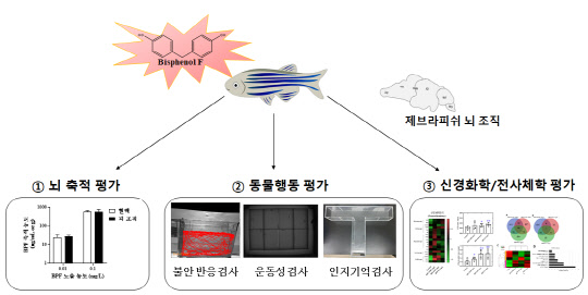 한국화학연구원은 위해성 물질 대체제인 '비스페놀F'가 뇌 조직에 축적돼 불안 증가와 인지·기억력 저하 현상 등 신경계 교란 및 독성 기전을 규명했다.  화학연 제공